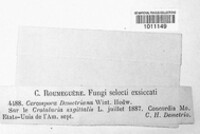 Cercospora demetriana image